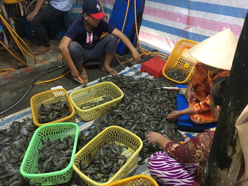 Trong quá trình kiểm tra, đội quản lý thị trường tỉnh Kiên Giang đã phát hiện 1 hộ kinh doanh bơm hoá chất vào tôm. Ngay sau đó, lực lượng tạm giữ 79,5kg tôm, đồng thời lập hồ sơ, xử lý theo quy định.