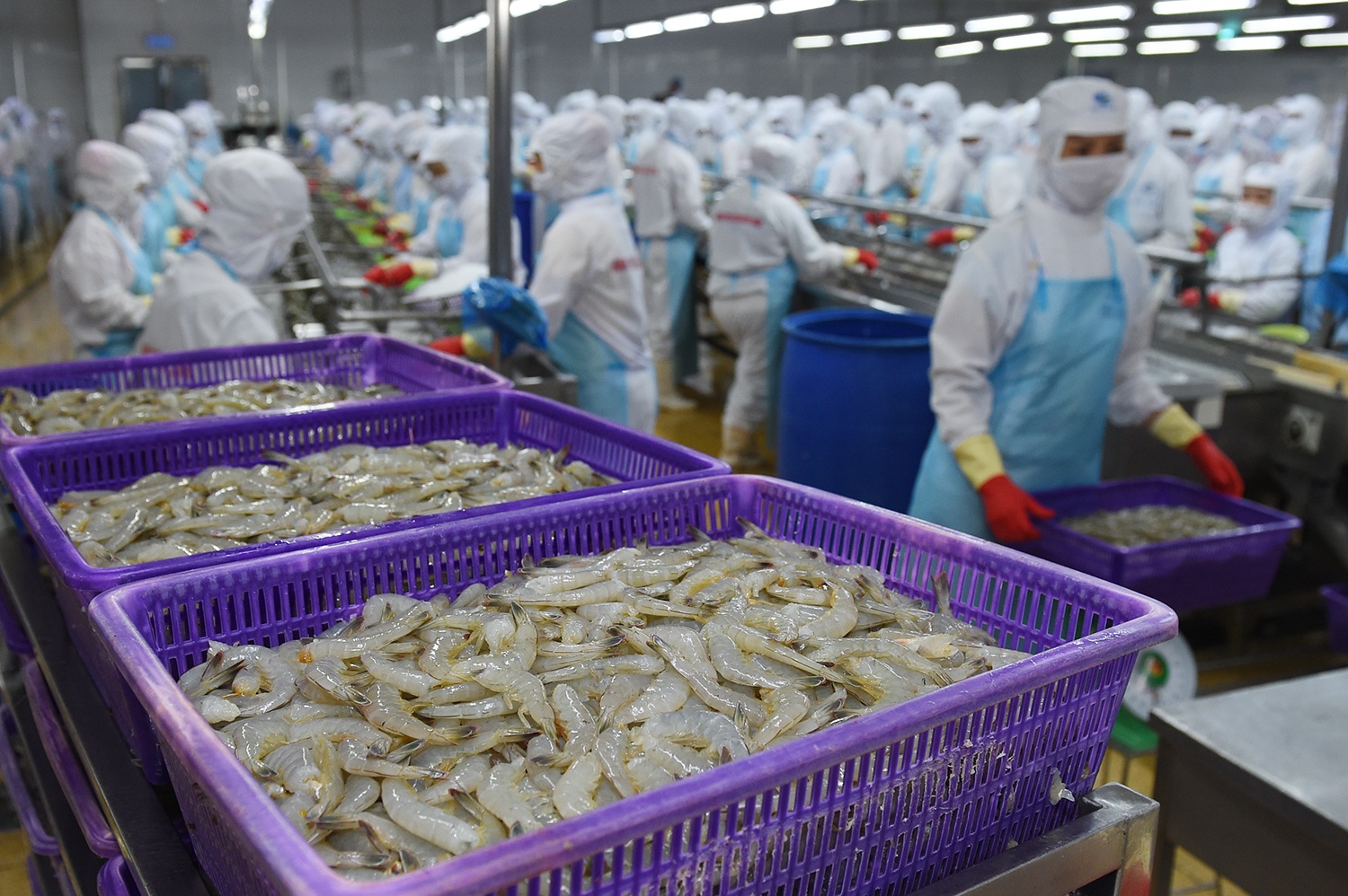 Theo Hiệp hội Chế biến và xuất khẩu thủy sản Việt Nam (VASEP), trong tháng 6, xuất khẩu tôm đã có sự tăng trưởng vượt bậc, đạt gần 350 triệu USD, tăng tới 19% so với cùng kỳ năm ngoái.