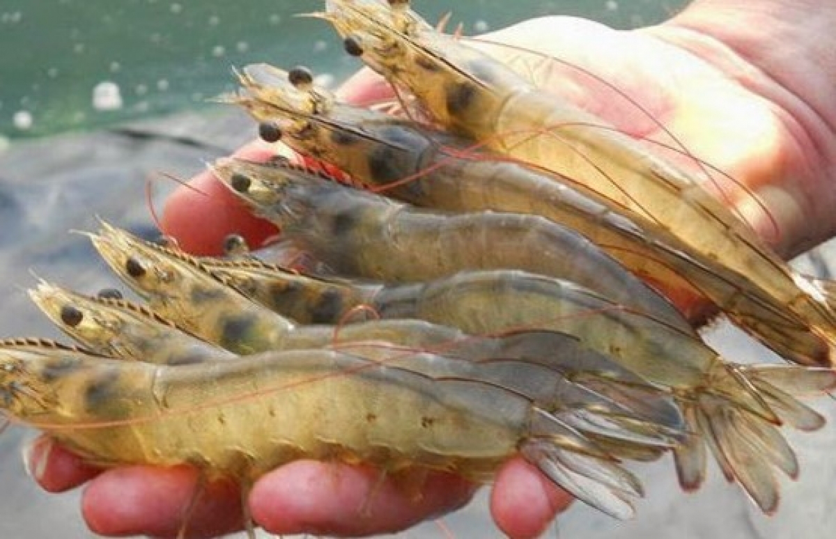 Nhằm phát triển nghề nuôi trồng thủy sản theo hướng bền vững, Trung tâm Giống thủy sản Quảng Bình (Sở Nông nghiệp-Phát triển nông thôn) đã thực hiện mô hình nuôi tôm thẻ chân trắng công nghệ cao trong nhà lưới tại xã Ngư Thủy Bắc, huyện Lệ Thủy.