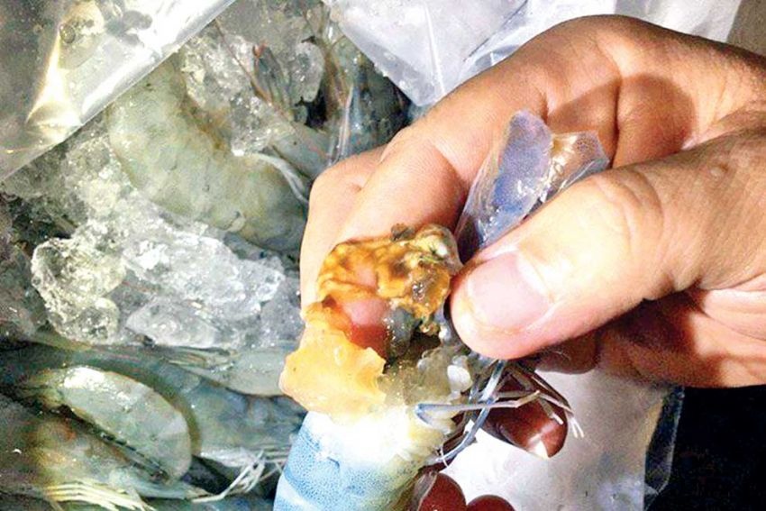 Cục Bảo vệ người tiêu dùng và Chống gian lận của Bộ Thương mại Campuchia đã tiêu hủy 449 lô tôm khoảng 11tấn được nhập khẩu từ Việt Nam vì phát hiện có hóa chất được cho là thạch agar.