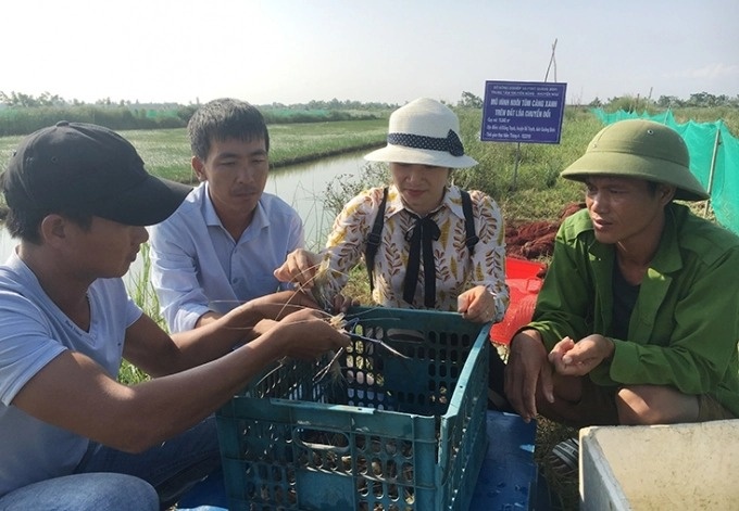 Trung tâm Khuyến nông – Khuyến ngư Quảng Bình đã tổng kết mô hình nuôi tôm càng xanh trên đất lúa chuyển đổi tại các huyện Lệ Thủy, Quảng Ninh và Bố Trạch.