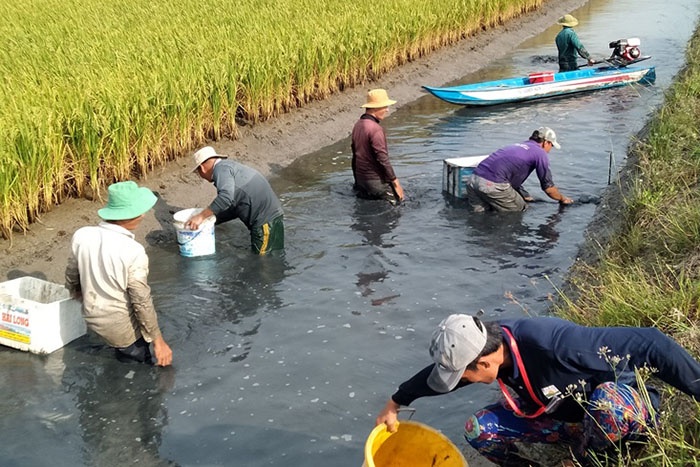 Thời gian qua, nông dân huyện Phước Long, tỉnh Bạc Liêu đã hình thành được nhiều mô hình nuôi trồng kết hợp mang lại hiệu quả cao, trong đó có mô hình nuôi tôm sú – cua – cá và mô hình nuôi tôm sú – lúa – tôm càng xanh.