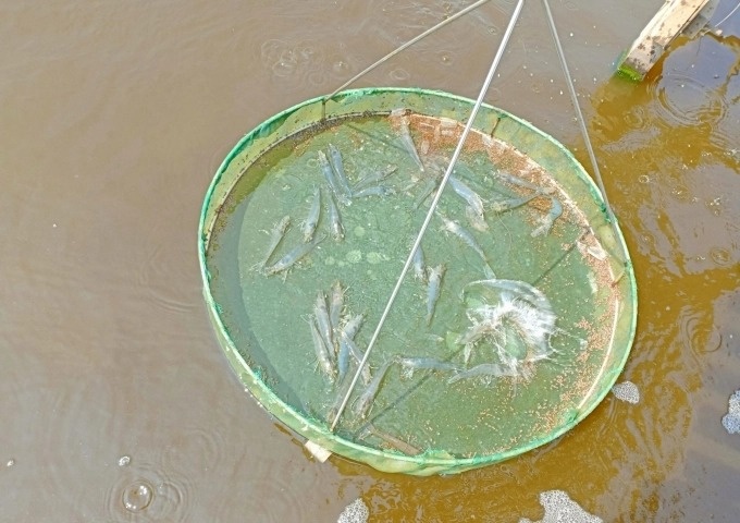 Hàng chục ha nuôi tôm nước lợ trên địa bàn Phú Yên bị bệnh đốm trắng, hoại tử gan tụy cấp do thời tiết bất lợi, môi trường không đảm bảo…