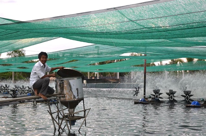 Nhiều người vùng ven sông Đồng Nai, khu vực huyện Nhơn Trạch, tỉnh Đồng Nai giàu lên nhanh chóng nhờ nuôi tôm công nghệ lót bạt đáy ao.