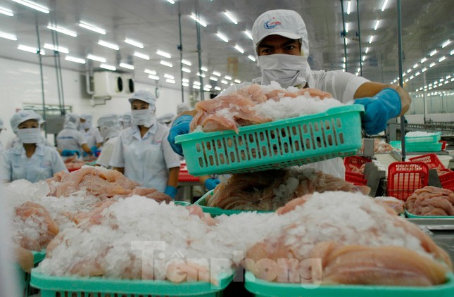 Anh nhập khẩu cá tra Việt Nam tăng 6 lần