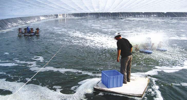 Để hạn chế tối đa rủi ro khi nuôi tôm thẻ chân trắng ở mật độ cao có trải bạt nền đáy, các hộ nuôi tôm cần lưu ý về chuẩn bị ao, thả giống, chăm sóc…