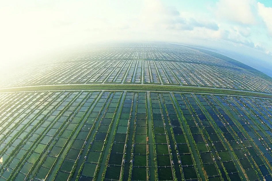 Indonesia lên kế hoạch hồi phục 300.000 hecta trại nuôi tôm bỏ trống ở Kuta để thúc đẩy ngành thủy sản một lần nữa trở lại đỉnh cao, tiến đến vị trí hàng đầu thế giới.