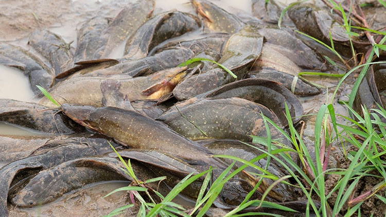Hiện nay, ở miền Nam đang vào thời điểm mùa mưa, với diễn biến thất thường của nhiệt độ sẽ là điều kiện thuận lợi cho bệnh nấm trắng trên cá trê giống phát triển mạnh.