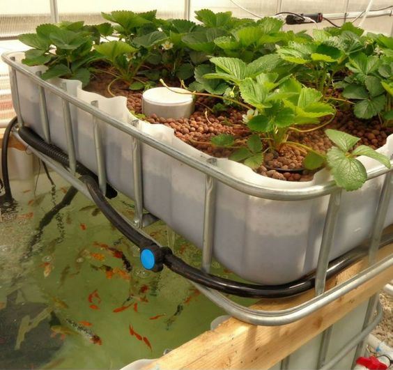 Đây là công nghệ trồng thủy canh Aquaponics của Mỹ đang được anh Phạm Công Chính áp dụng tại trang trại rau sạch 8 khỏe (quận 9, TP HCM) của mình.