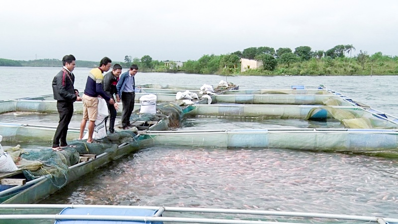 Nhận thấy điều kiện tự nhiên của hồ chứa nước Bảo Đài (huyện Vĩnh Linh, tỉnh Quảng Trị) rất phù hợp với con cá diêu hồng, 