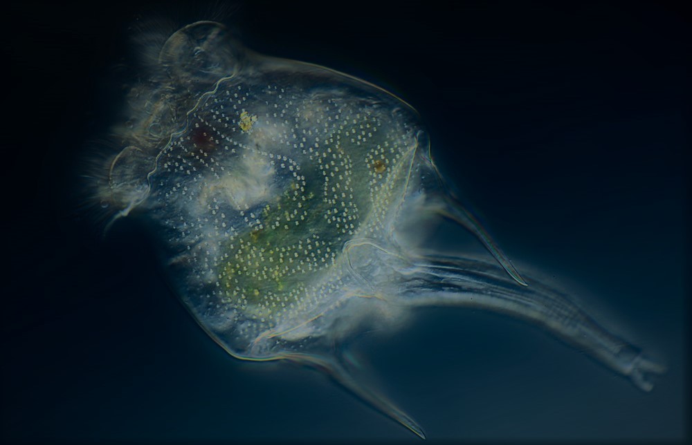 Bổ sung vi tảo (Navicula sp.) và luân trùng (Brachionus plicatilis) mỗi 5 ngày một lần đã cung cấp một nguồn thức ăn tự nhiên có ý nghĩa cho những giai đoạn đầu của hậu ấu trùng tôm thẻ chân trắng trong các hệ thống biofloc.