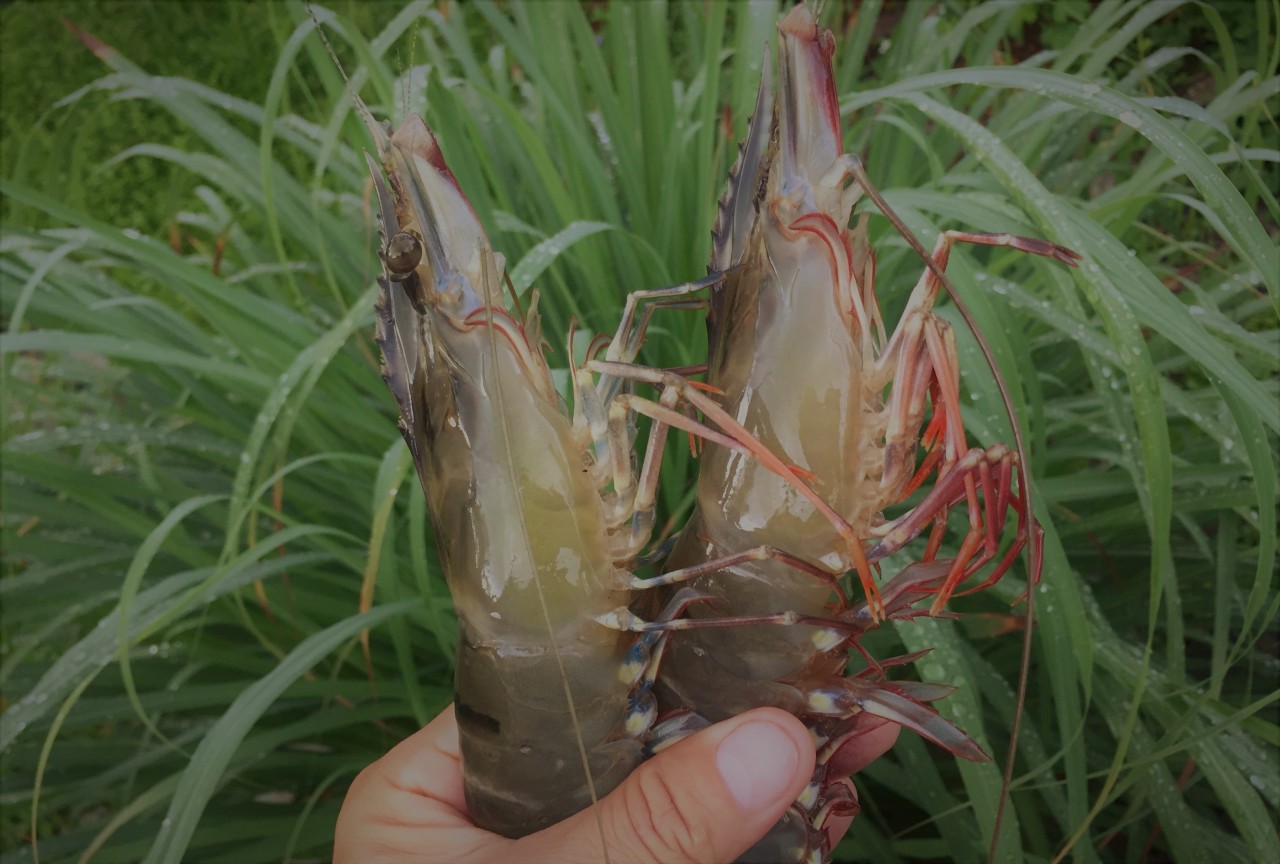 “Kỹ sư nuôi rong” là tên gọi vui mà bà con đặt cho anh nông dân Lê Ngọc Giao, ấp Đất Sét, xã Phú Thuận, huyện Phú Tân.