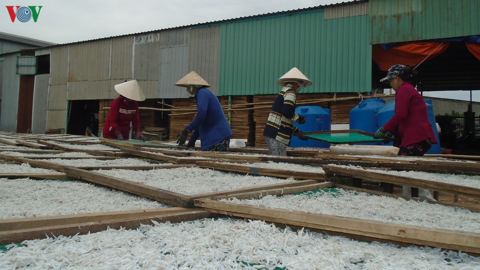 Ngư dân Phan Thiết khai thác được hơn 6.000 tấn cá cơm các loại, mùa cá năm nay sản lượng không cao so với năm trước nhưng lại được giá.