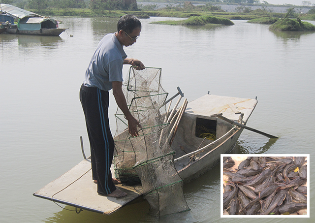 Loài cá ngoại lai được du nhập vào Việt Nam với mục đích phục vụ cho thú chơi cá cảnh (vệ sinh bể cá) nhưng không biết bằng cách nào cá dọn bể lại bị xổng ra môi trường tự nhiên rồi phát triển tràn lan, khó để kiểm soát.