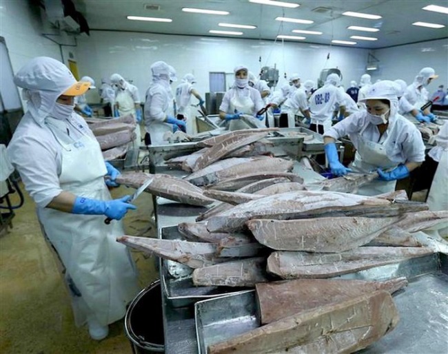 Ngày 1/8/2020, Hiệp định Thương mại Tự do giữa EU và Việt Nam (EVFTA) chính thức được thực thi và ngành cá ngừ Việt Nam đã ghi nhận sự tăng trưởng xuất khẩu sang EU. Cùng với việc EU từng bước kiểm soát được dịch Covid-19, EVFTA có hiệu lực đã tác động tích cực tới hoạt động xuất khẩu cá ngừ của Việt Nam.